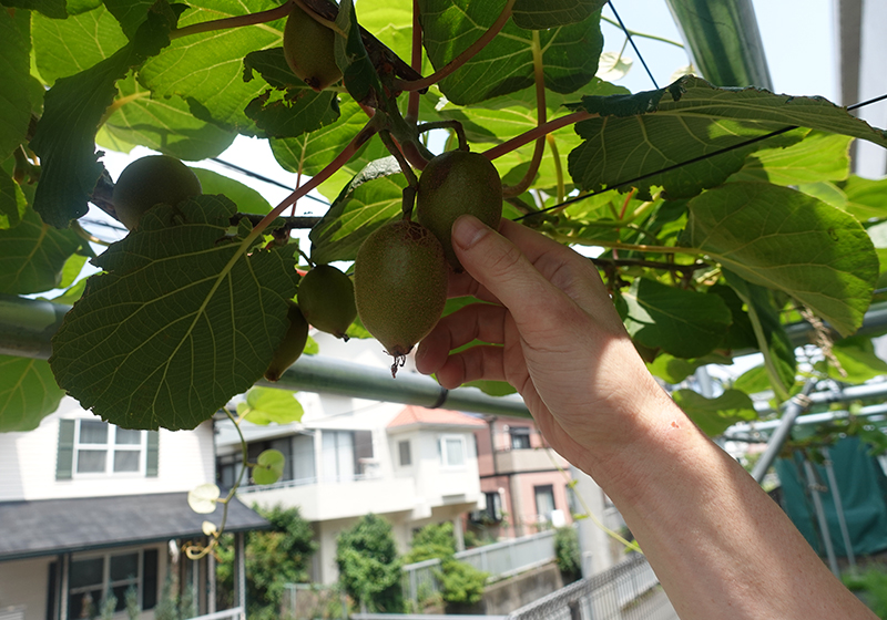 施設のそばで実った季節の果実
